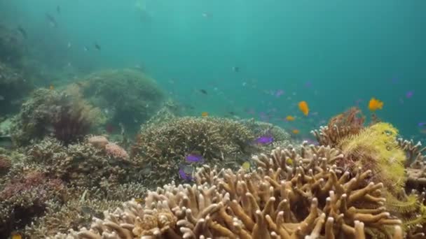 Recifes de corais e peixes tropicais subaquáticos. Camiguin, Filipinas — Vídeo de Stock