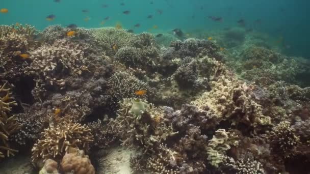 Recifes de coral e peixes tropicais. Camiguin, Filipinas — Vídeo de Stock