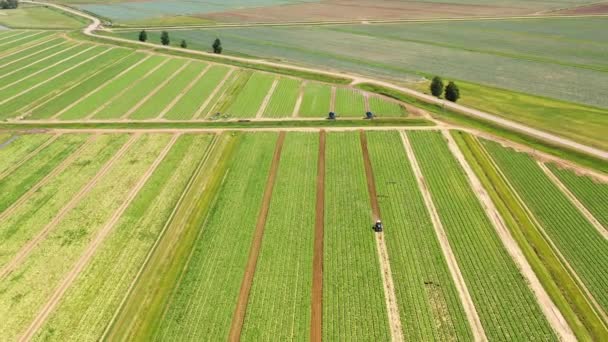 Agricultural land with green crops from above — Stock Video