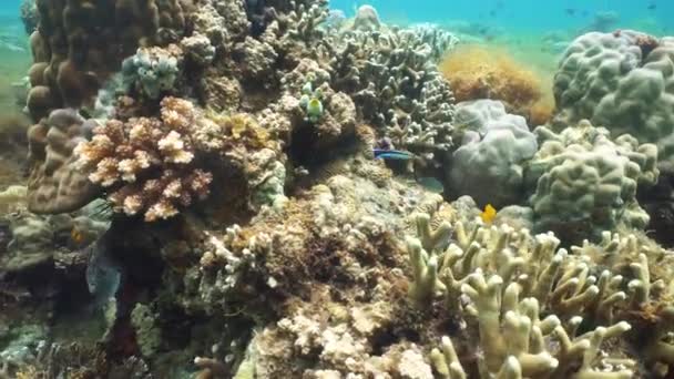 Podwodny świat rafy koralowej. — Wideo stockowe
