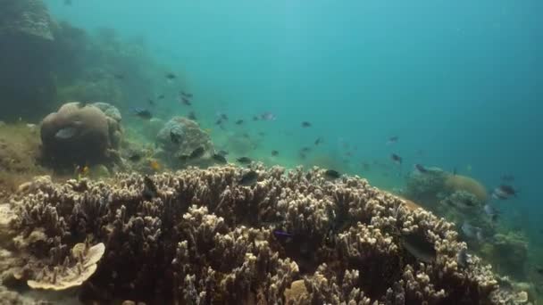 Suyun altında balıklı mercan kayalıkları. Camiguin, Filipinler — Stok video