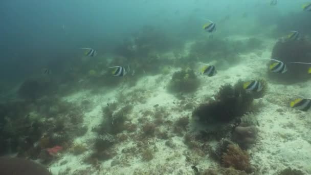 O mundo subaquático de um recife de coral. — Vídeo de Stock