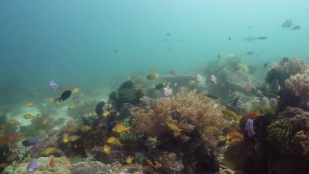 Koraalrif en tropische vissen onder water. Camiguin, Filipijnen — Stockvideo