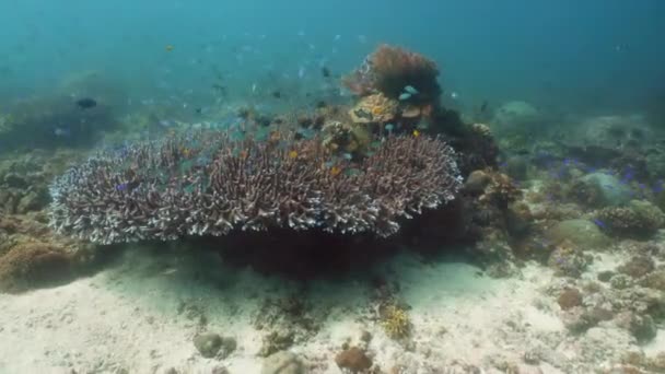 Korallenriff mit Fischen unter Wasser. Camiguin, Philippinen — Stockvideo