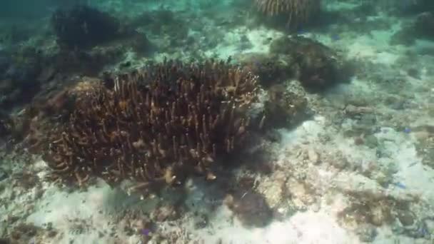Rafa koralowa z rybami pod wodą. Camiguin, Filipiny — Wideo stockowe