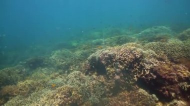 Suyun altında balıklı mercan kayalıkları. Camiguin, Filipinler
