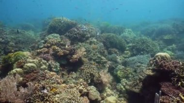 Mercan resifi ve tropikal balıklar su altında. Camiguin, Filipinler