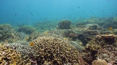 Suyun altında balıklı mercan kayalıkları. Camiguin, Filipinler