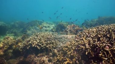 Mercan resifi ve tropikal balıklar su altında. Camiguin, Filipinler