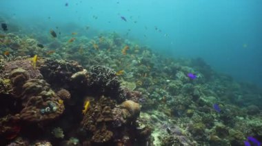 Suyun altında balıklı mercan kayalıkları. Camiguin, Filipinler