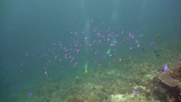 Arrecife de coral con peces bajo el agua. Camiguin, Filipinas — Vídeo de stock