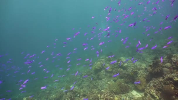 O mundo subaquático de um recife de coral. — Vídeo de Stock