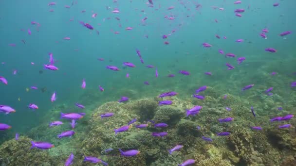 Arrecife de coral con peces bajo el agua. Camiguin, Filipinas — Vídeos de Stock