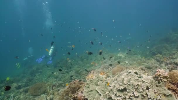 Suyun altında balıklı mercan kayalıkları. Camiguin, Filipinler — Stok video