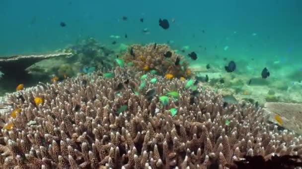 Коралловый риф и тропические рыбы под водой. Камиген, Филиппины — стоковое видео
