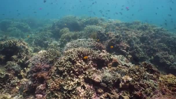 산호초와 수중의 열대어입니다. 필리핀의 카미 갱 — 비디오