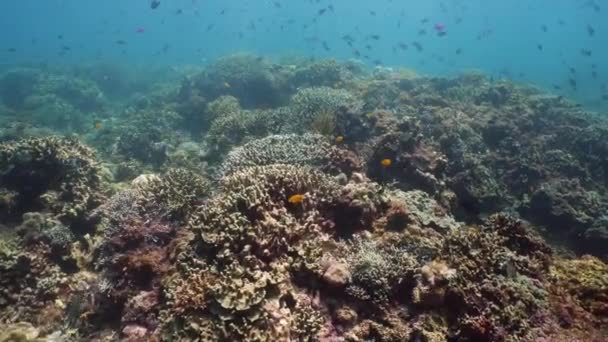 Arrecife de coral y peces tropicales bajo el agua. Camiguin, Filipinas — Vídeo de stock