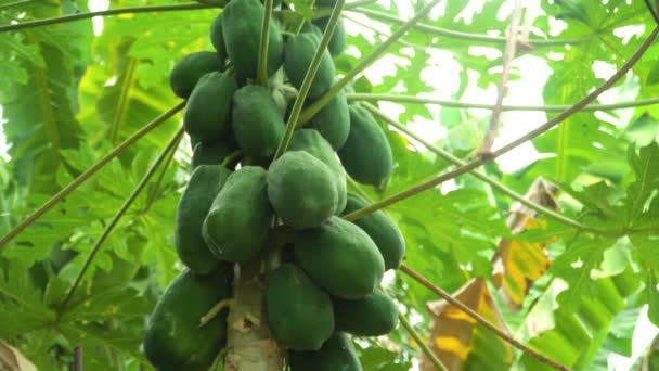 Green papaya on a tree. — Stock Video