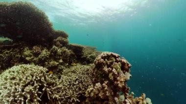 Suyun altında balıklı mercan kayalıkları. Camiguin, Filipinler