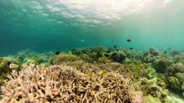 Mercan kayalıkları ve tropikal balıklar. Camiguin, Filipinler