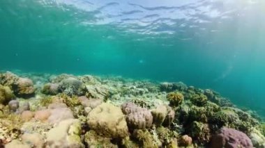 Mercan resiflerinin sualtı dünyası.