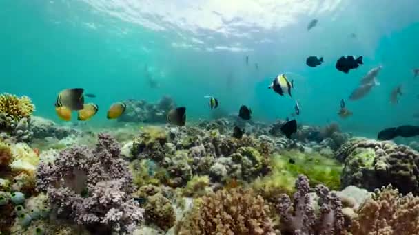 Rafa koralowa i tropikalne ryby. Camiguin, Filipiny — Wideo stockowe