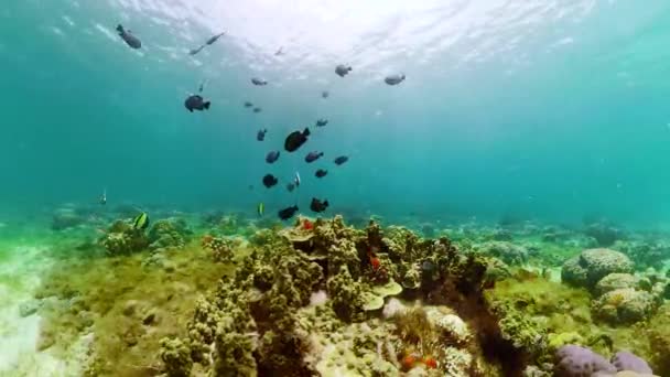 珊瑚礁和热带鱼在水下Camiguin，菲律宾 — 图库视频影像