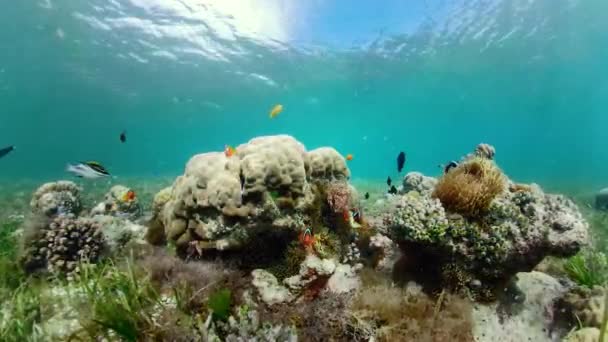 Arrecife de coral y peces tropicales. Camiguin, Filipinas — Vídeos de Stock