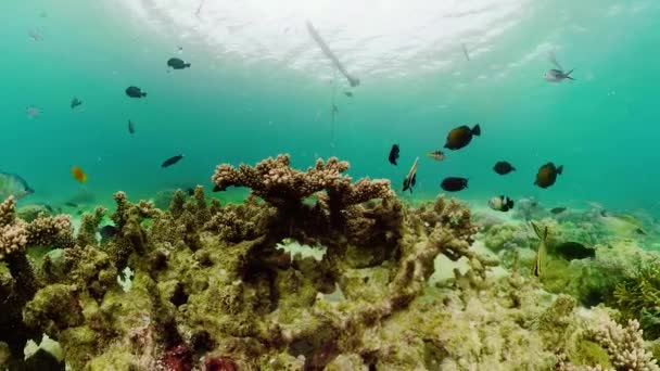 Barriera corallina con pesci sott'acqua. Camiguin, Filippine — Video Stock