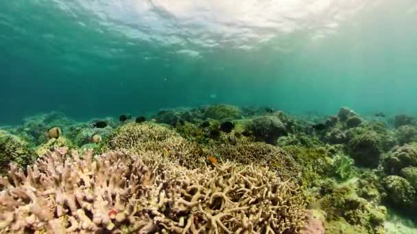 Le monde sous-marin d'un récif corallien. — Video