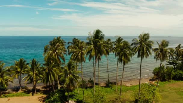 Krajobraz z kokosami i turkusową laguną — Wideo stockowe