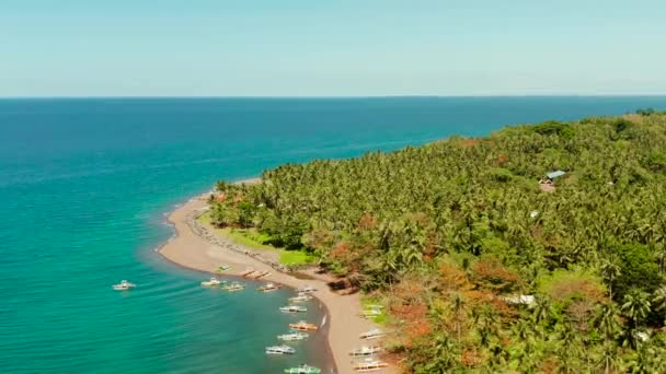 열대 섬의 팜 그로브 — 비디오