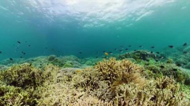 Mercan resiflerinin sualtı dünyası.