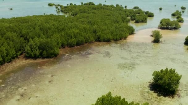 Δάσος Mangrove σε κοραλλιογενή ύφαλο Φιλιππίνες, Palawan — Αρχείο Βίντεο