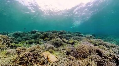 Mercan kayalıkları ve tropikal balıklar. Camiguin, Filipinler