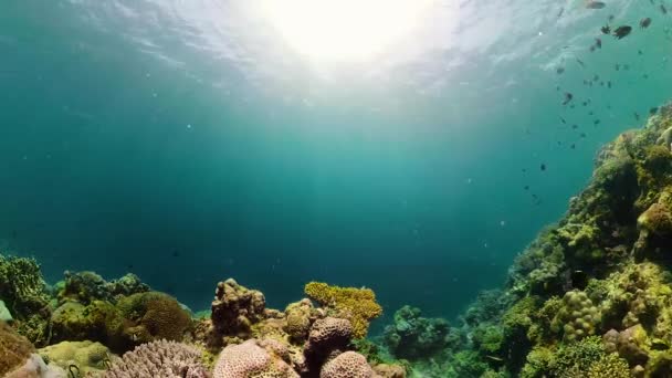 Die Unterwasserwelt eines Korallenriffs. — Stockvideo