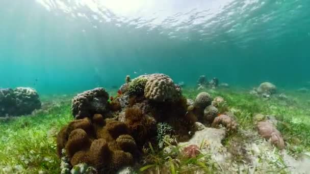 Récif corallien et poissons tropicaux. Camiguin, Philippines — Video