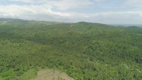Paysage tropical avec palmiers. Philippines, Luçon