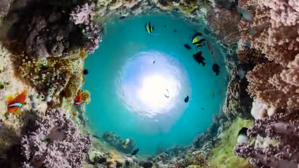Undervattensvärlden av ett korallrev. — Stockvideo