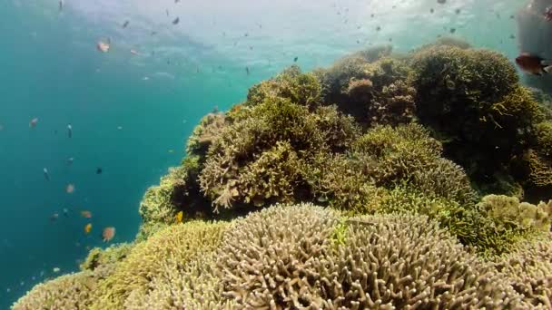 Coral reef with fish underwater. Camiguin, Philippines — Stock Video