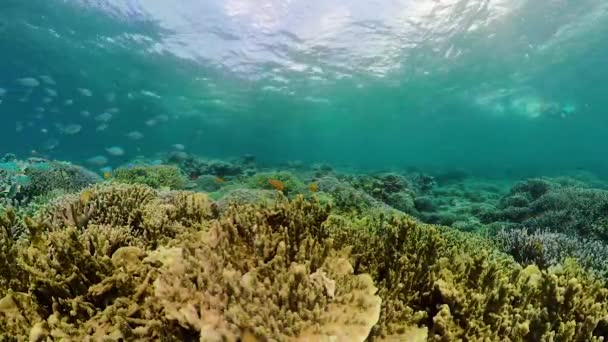 Korallrev och tropisk fisk under vatten. Camiguin, Filippinerna — Stockvideo