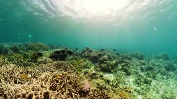 水下有鱼的珊瑚礁。Camiguin，菲律宾 — 图库视频影像