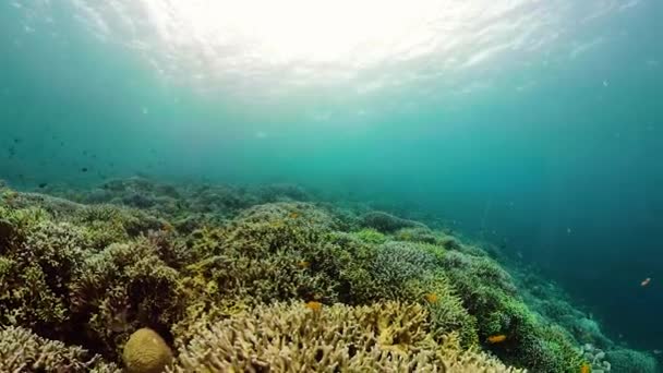Коралловый риф и тропические рыбы под водой. Камиген, Филиппины — стоковое видео