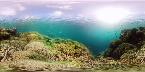 Undervattensvärlden av ett korallrev 360VR. — Stockvideo