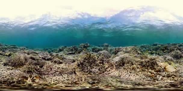 Κοραλλιογενής ύφαλος με ψάρια κάτω από το νερό. Camiguin, Φιλιππίνες — Αρχείο Βίντεο