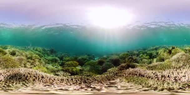 Coral reef with fish underwater 360VR. Camiguin, Philippines — Stock Video