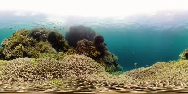 Mercan resifi ve tropikal balıklar suyun altında 360VR. Camiguin, Filipinler — Stok video