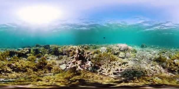 Koraalrif en tropische vis 360VR. Camiguin, Filipijnen — Stockvideo