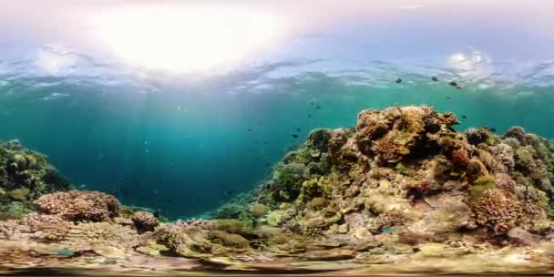 Arrecife de coral y peces tropicales 360VR. Camiguin, Filipinas — Vídeo de stock