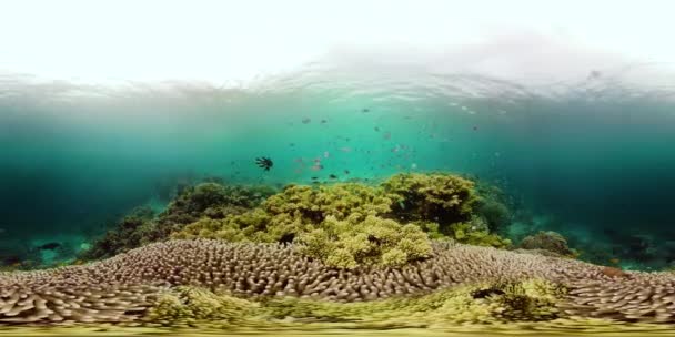 Rafa koralowa i tropikalne ryby podwodne 360VR. Camiguin, Filipiny — Wideo stockowe